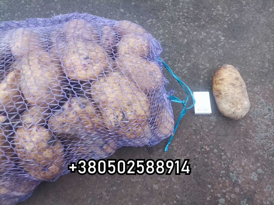 Картофель домашний опт