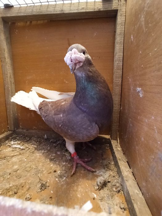 Gołębie staropolskie samiec