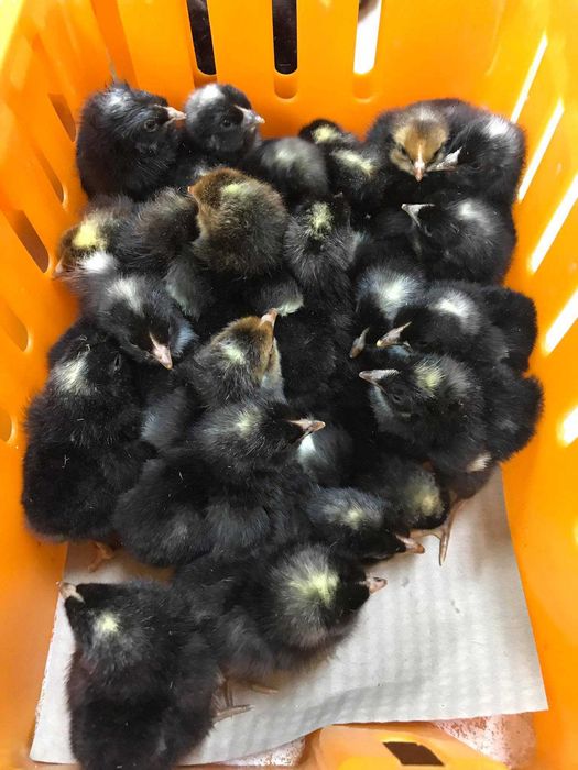 Kurczaki pisklęta nioski, brojlery, Leghorn, Sussex, Rosa, kaczki