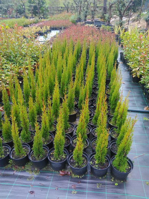 Plantas ornamentais a preços de revenda