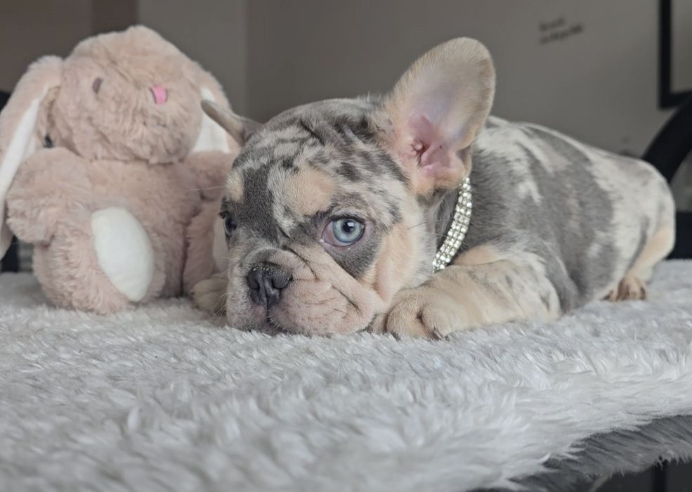 Bulldog Lilac exelente cor única rara