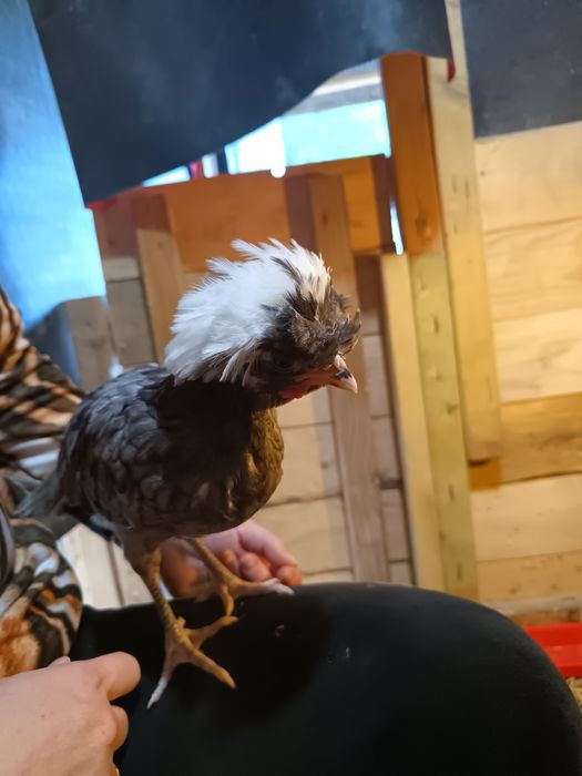 Sprzedam białoczuby ,sułtany,kochiny silki,młode od 8 tygo