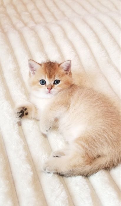 Золотая шиншилла Девочка и мальчик