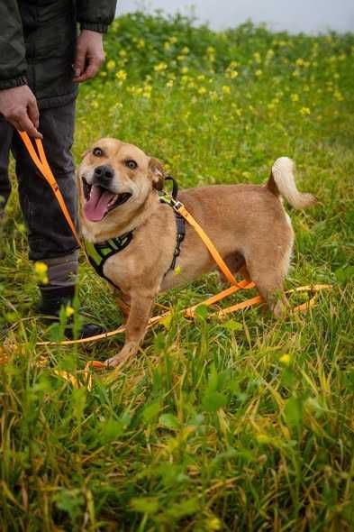 Przyjazny spokojny Marianek szuka domku