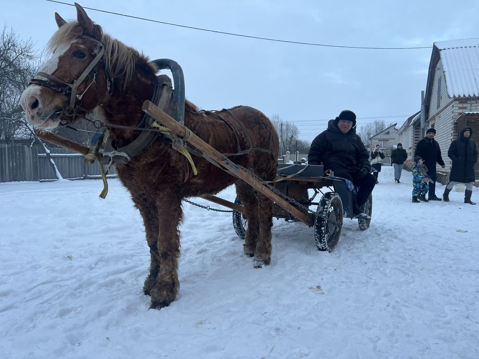Обменяю или продам лошадь