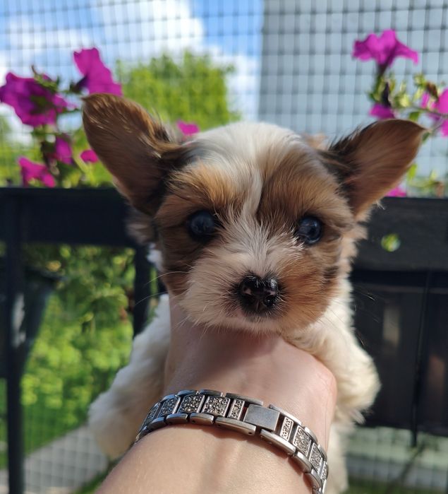 Chłopczyk niebieskie oczka Redberry Yorkshire terrier