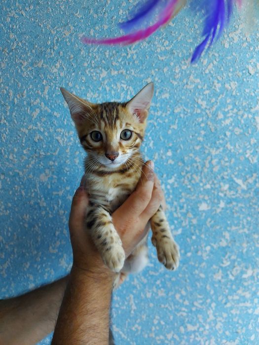 Хлопчик з родословною WCF