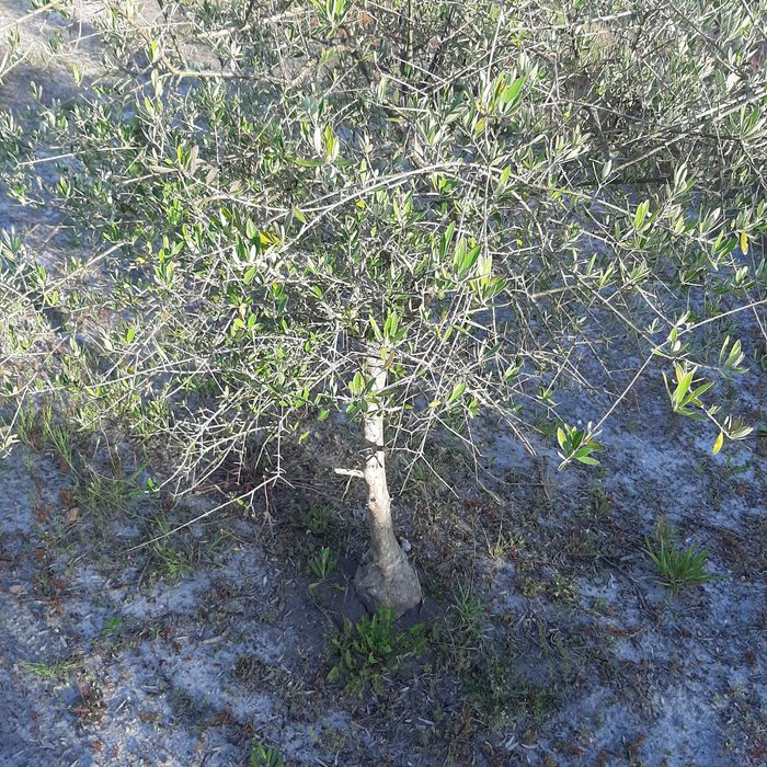 Oliveira Para Jardim