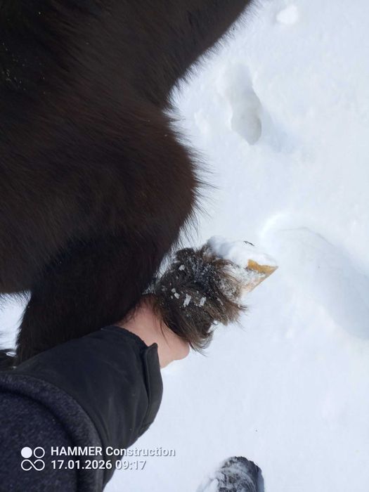 Sprzedam klaczkę kucyka