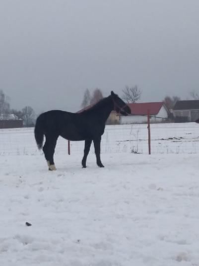 Sprzedam klacz śląską