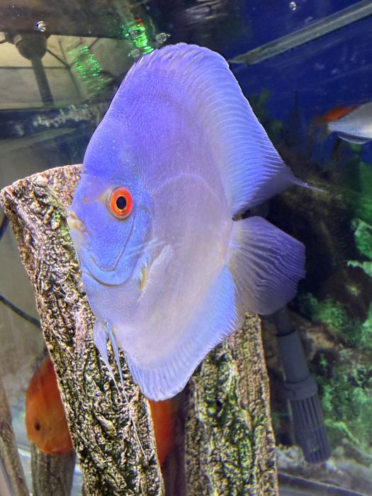Peixe Discu blue diamond c/olho vermelho