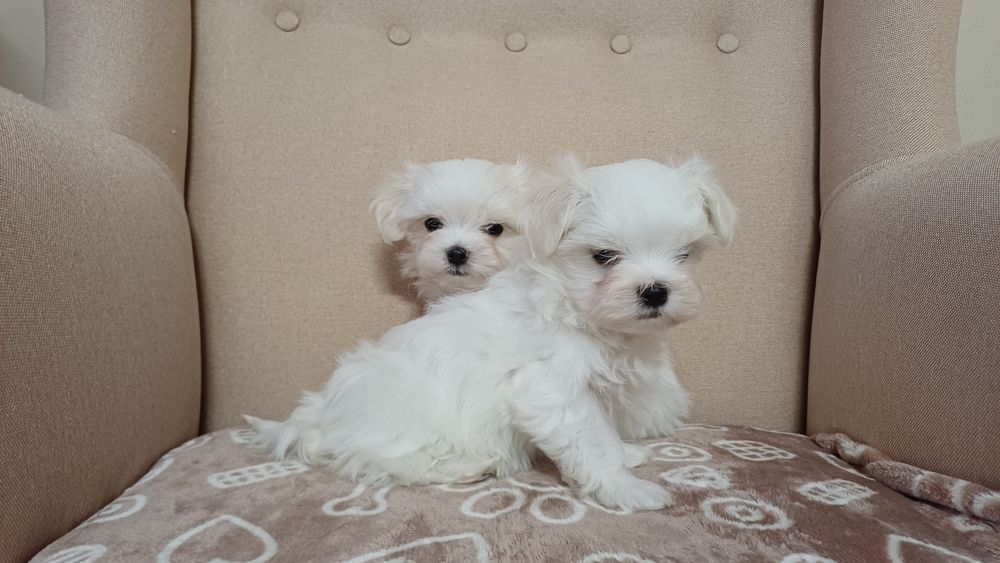 Maltańczyk mini piesek do rezerwacji