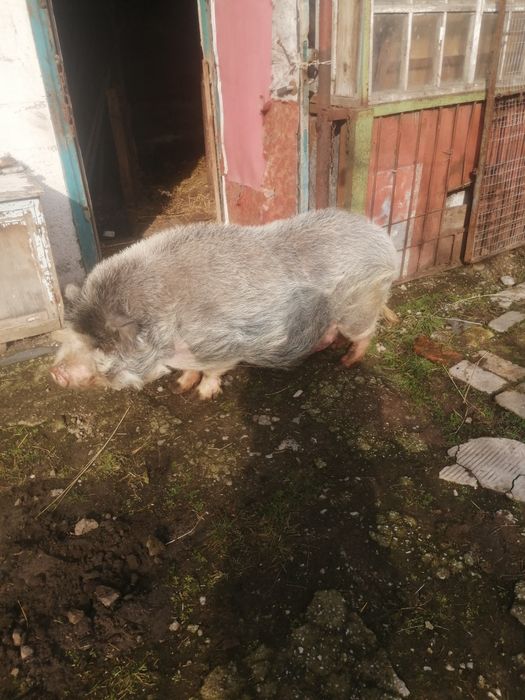 Продам кнура(Вьетнаме) рабочего
