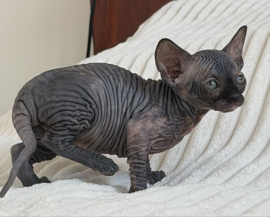 Koteczka rodowod WCF