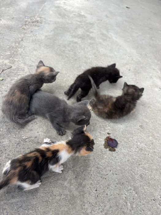 Котенятка ( в хороші руки)