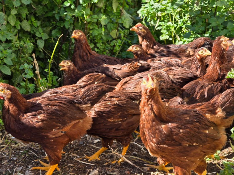 Rhode Island Red, ovos e pintos