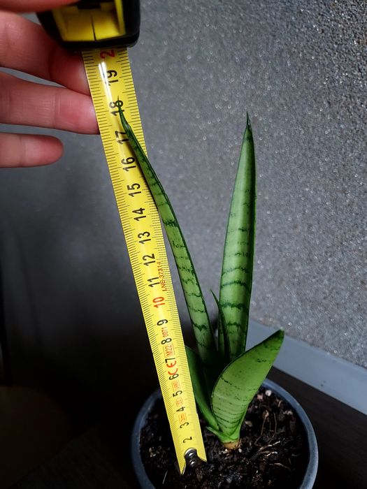 Sansevieria Green Parrot