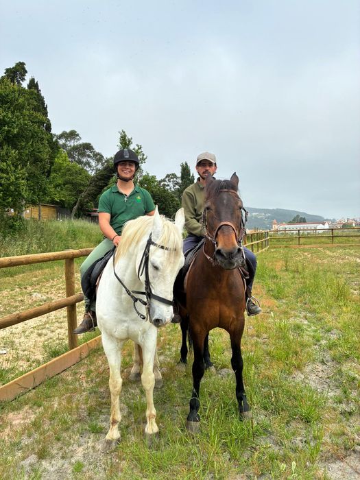 Cavalo capado manso
