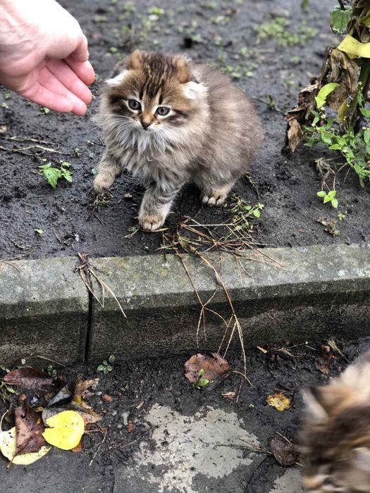 Котик в добрі руки