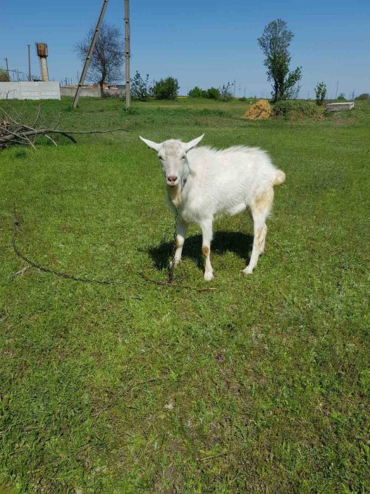 Зааненский козел, цап чистопородный (сын Витаса - Германия)