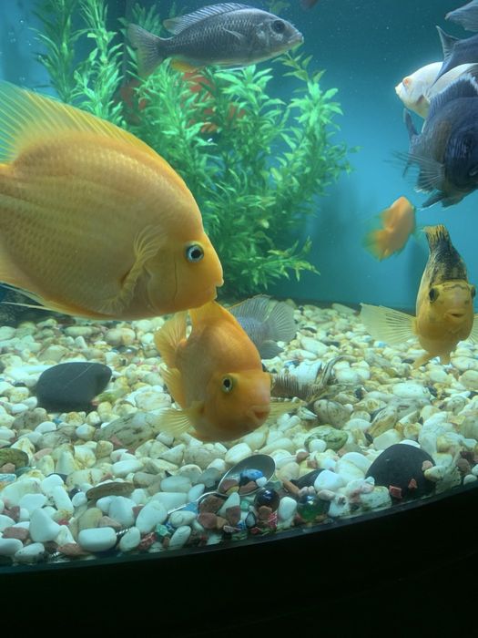 Пара трехгибридных попугаев