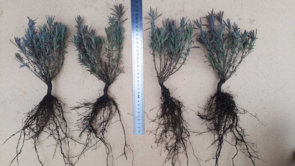 Лаванда саджанці