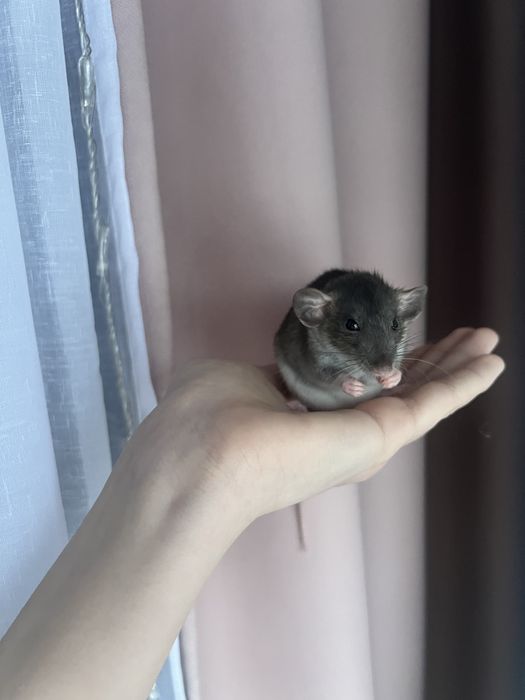 продам криску дамбо