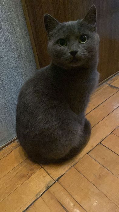 Кішечка терміново шукає нову сімʼю