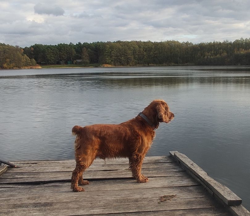 В'ЯЗКА Англійський кокер-спанієль