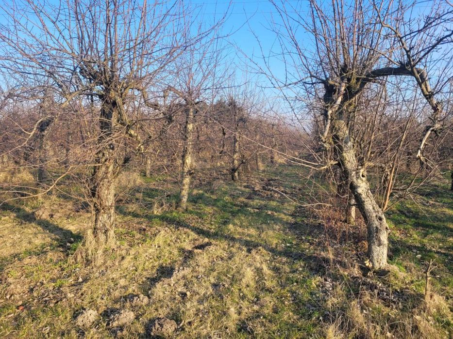 Zlecę wycięcie i wykarczowanie sadu