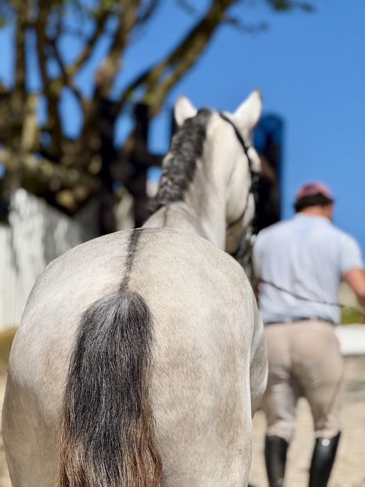 Excellent  Cavalo Veiga   PSL   Blue book complet !