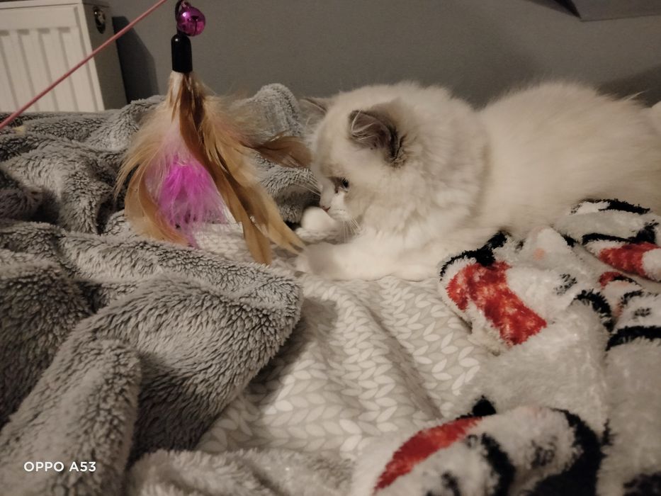 Ragdoll piekny do odbioru w sierpniu