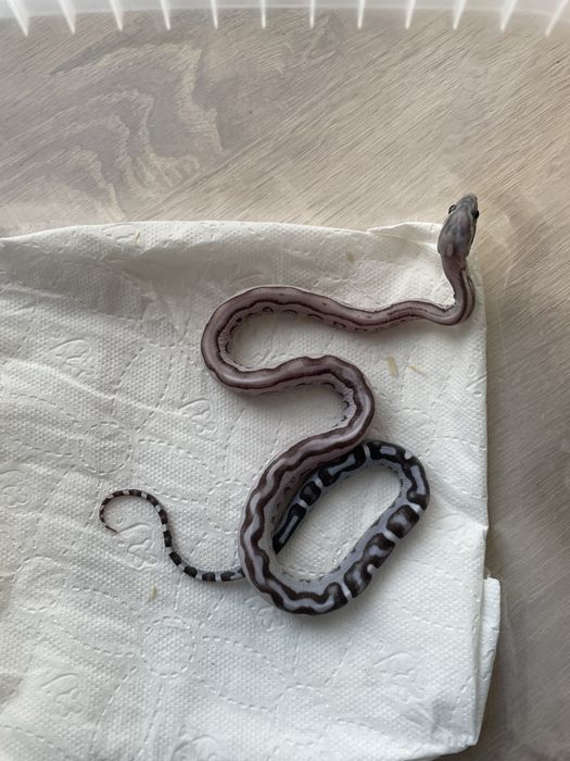 Wąż zbożowy Anery Tessera Scaleless het Amel dostepne samce i samice