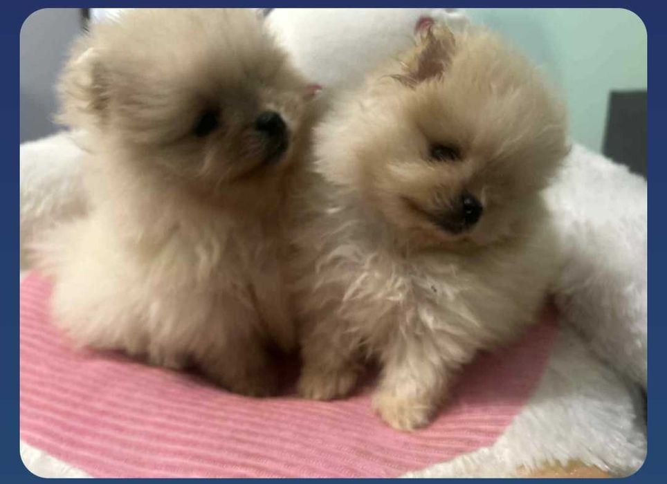 Okazja!!! Szpic miniaturowy do rezerwacji