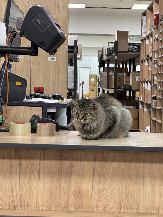 Киця у люблячу сімʼю