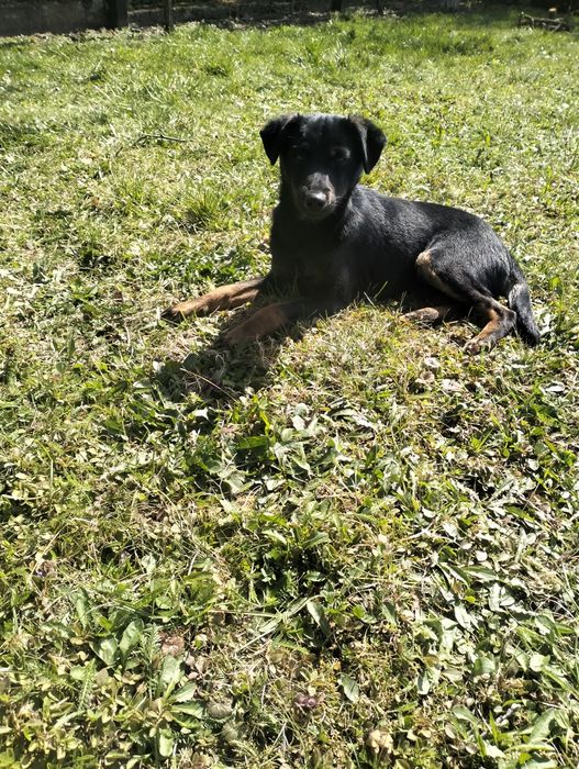 Oddam pieska w dobre ręce