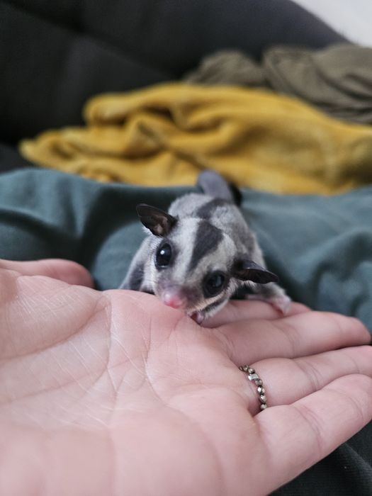 Lotopalanka karłowata white standard