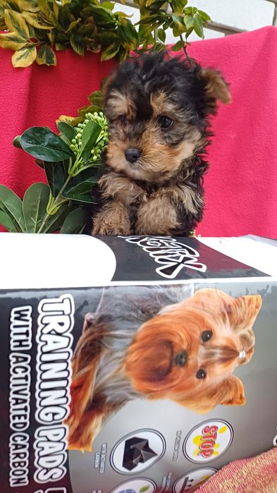 Класні,милі малята -йорчики.