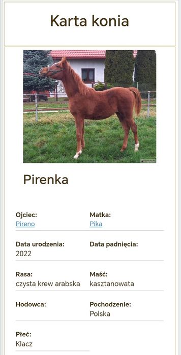 Klacz czystej krwi arabskiej