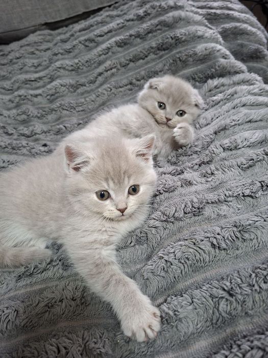 Грайливі кошенята