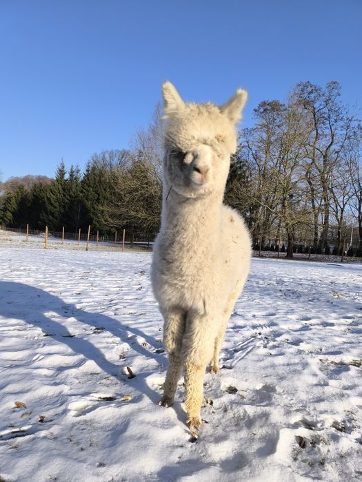 Alpaka huacaya samiec