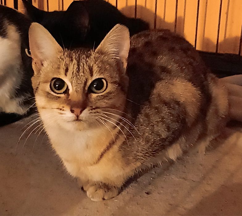 Gatinha Juvenil para Adoção!