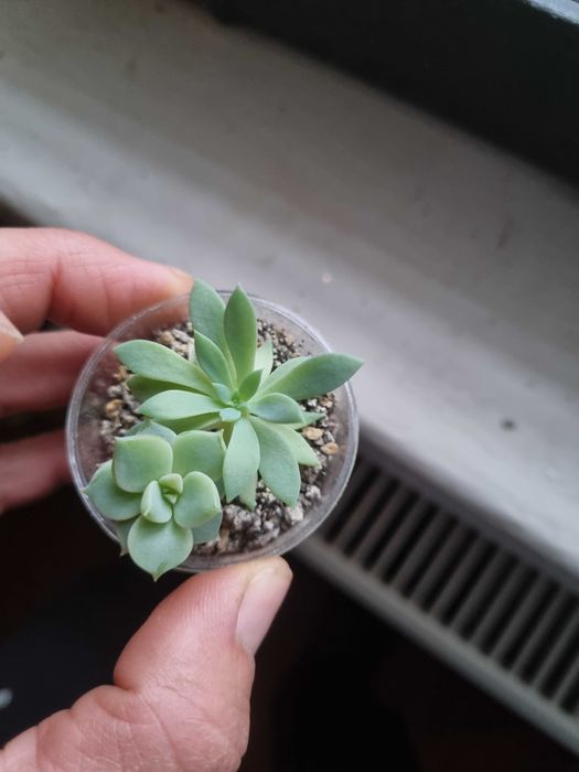 Суккуленты. Обмен на книги