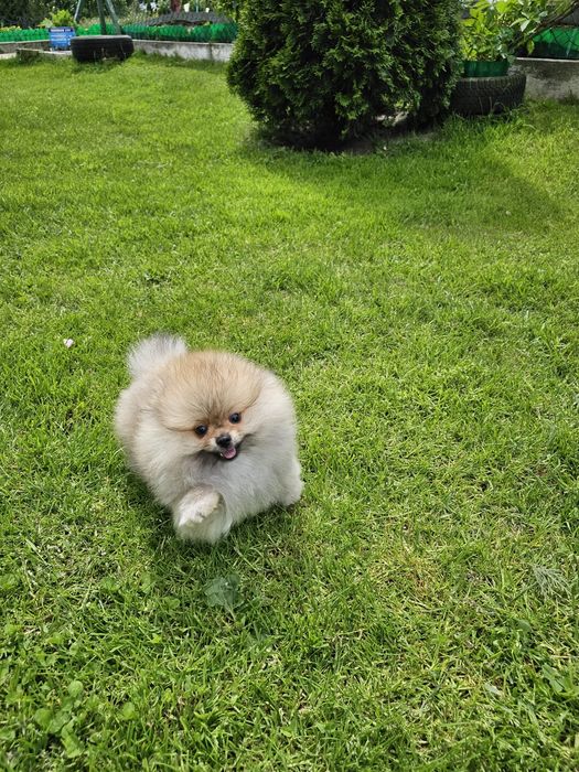 Miś pomeranian 3mc komplet szczepień