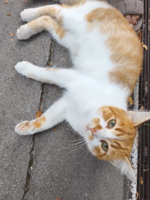 Котик молодий до року