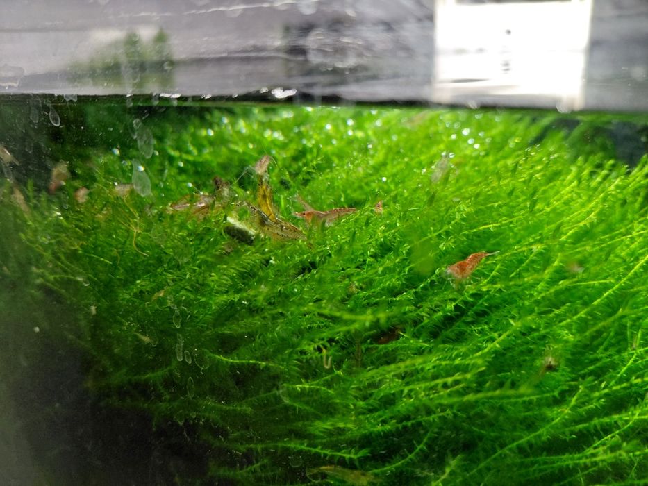 Продам мох акваріумний , мох для креветок,креветка неокардина, черрі.