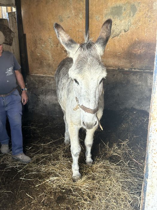 Burro Forte e Manso