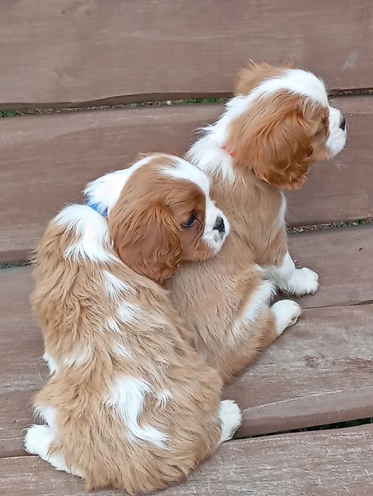cavalier king charles spaniel