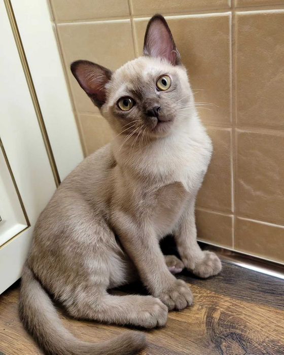 Tetrua Perseus - мальчик шампань, американская бурма!