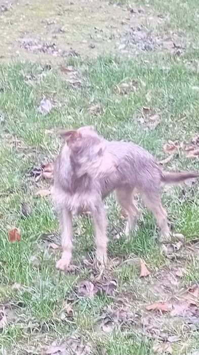 Oddam za Darmo w dobre ręce